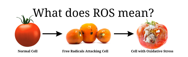 What does ROS mean? And how will ValAsta get rid of it?